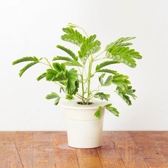 Click & Grow Мимоза цэцэг (х3)