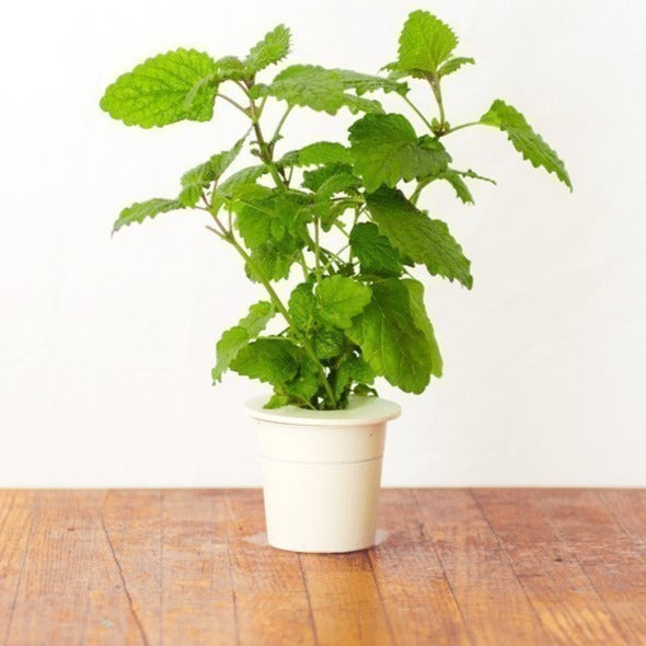 Click & Grow Нимбэгний гавар (х3)