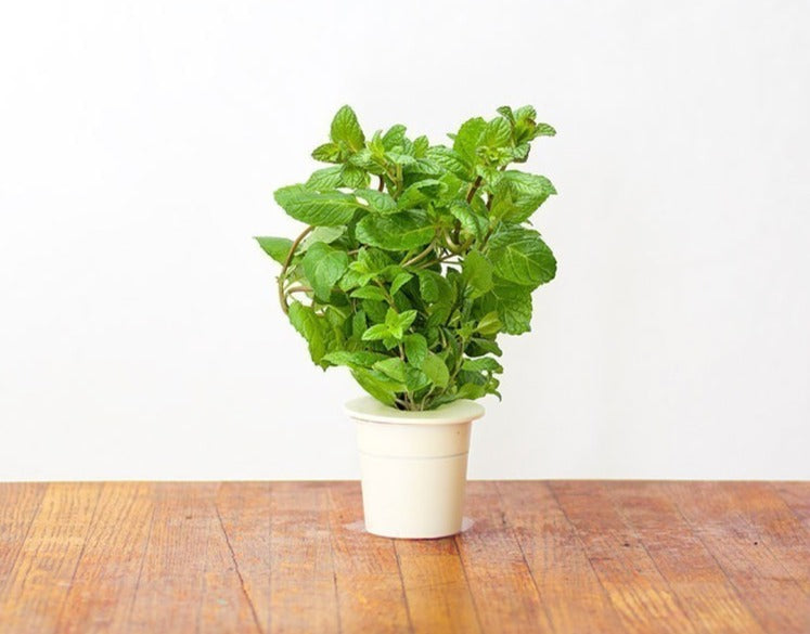 Click & Grow Гаа (х3)