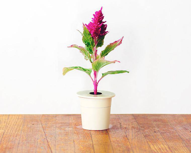 Click & Grow Кокском цэцэг (х3)