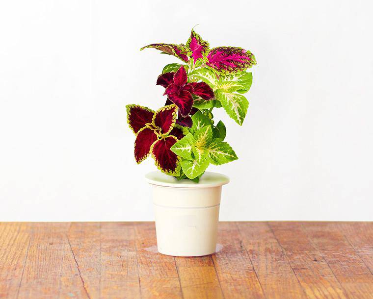 Click & Grow Өнгөт хамхуул цэцэг (х3)