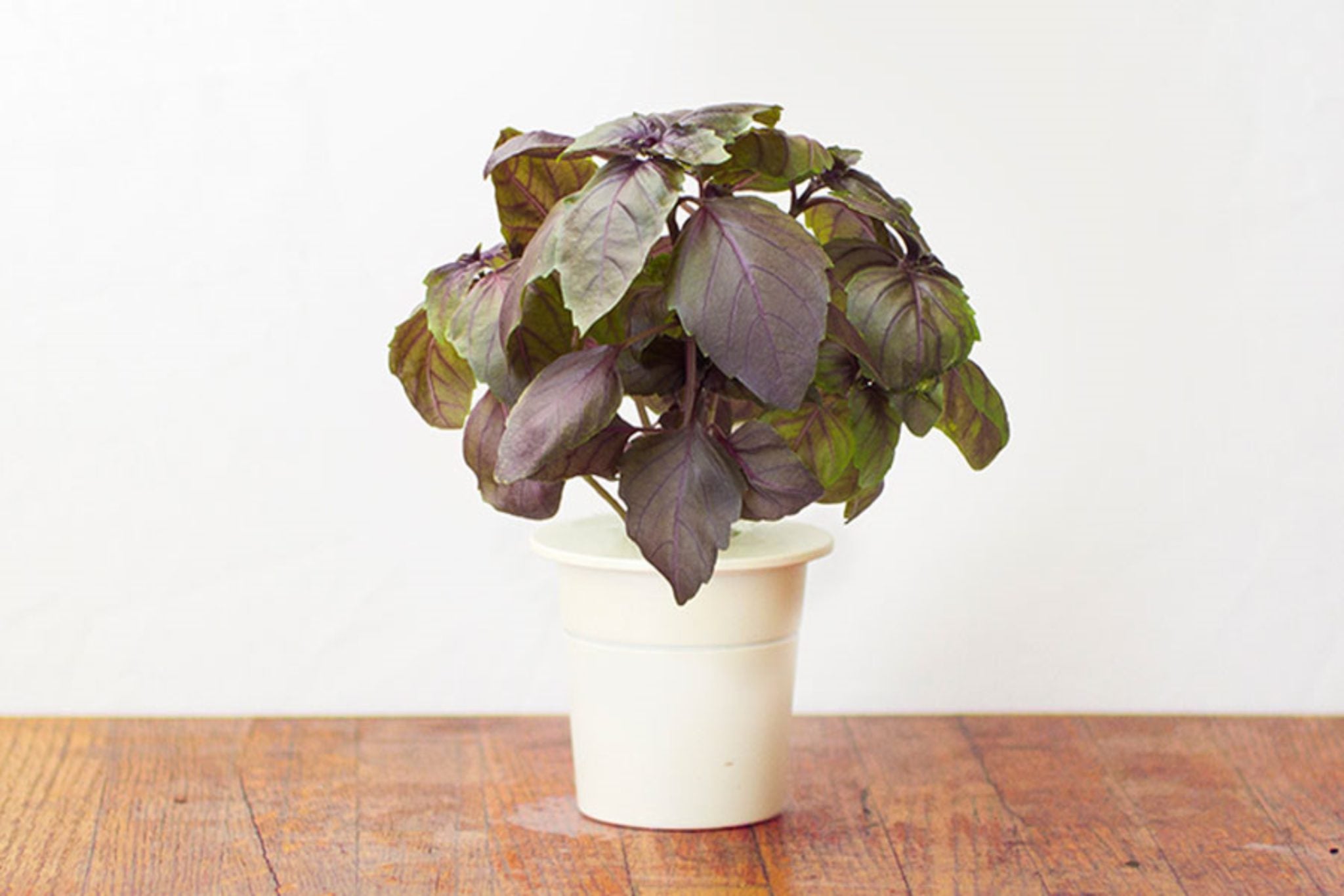 Click & Grow Улаан базилик (х3)