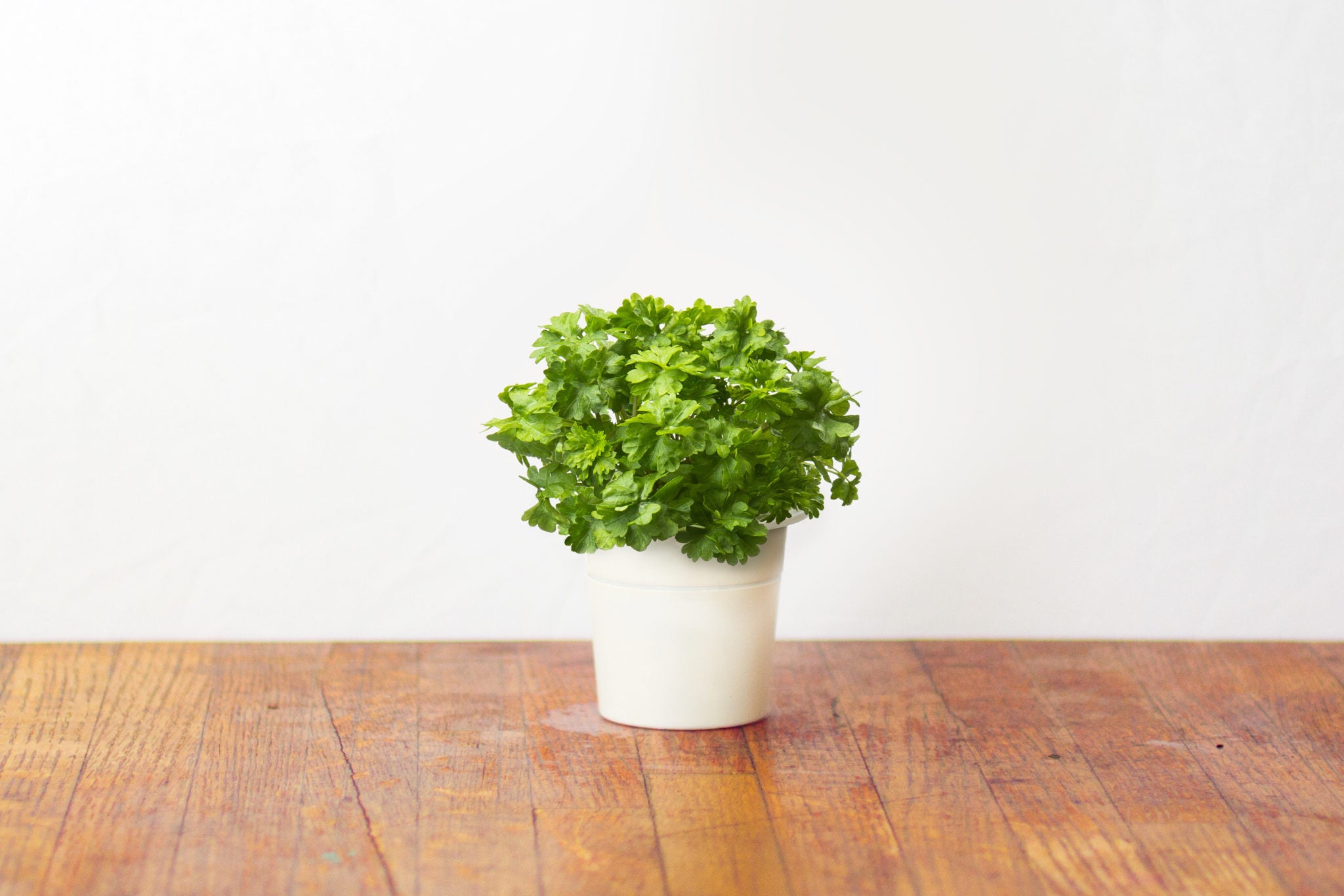 Click & Grow Яншуй (х3)