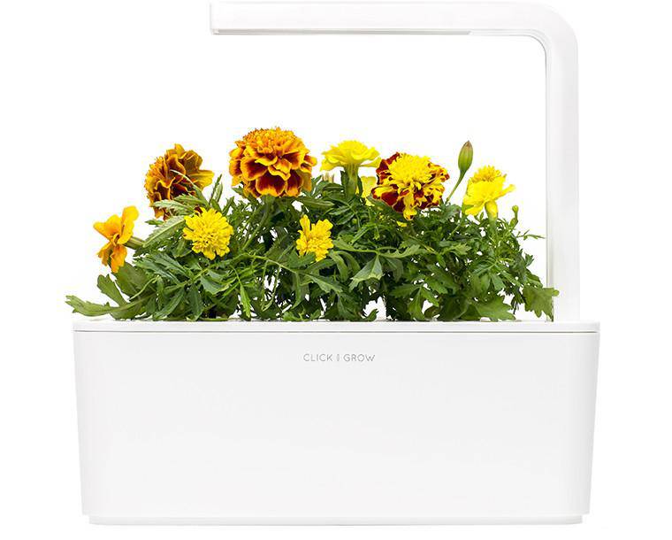 Click & Grow Франц мариголд цэцэг (х3)