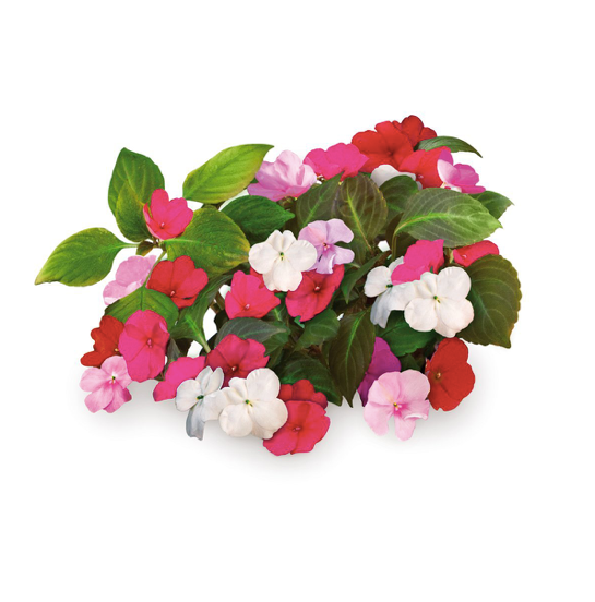 Click & Grow Завгүй Лиззи цэцэг (х3)