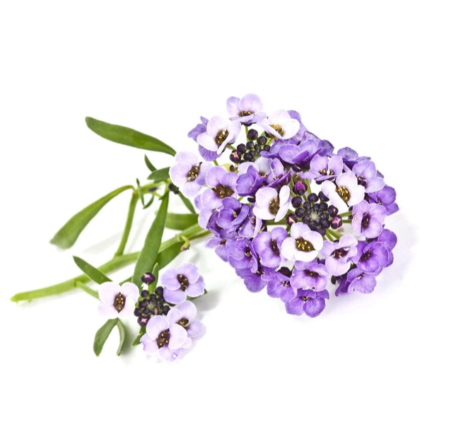 Click & Grow Алиссум цэцэг (х3)