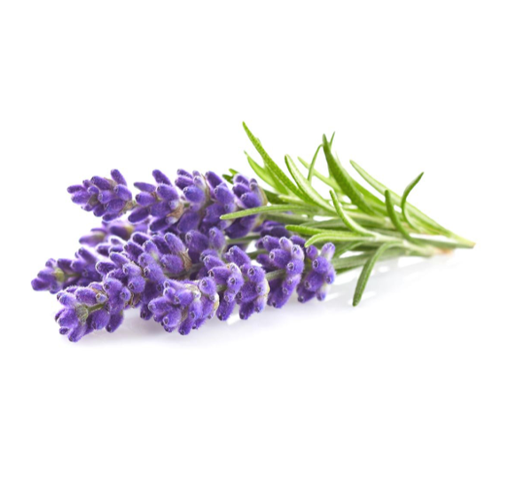 Click & Grow Лаванда цэцэг (х3)