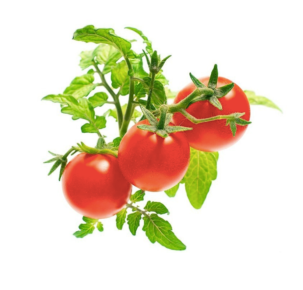 Click & Grow Мини улаан лооль (х3)