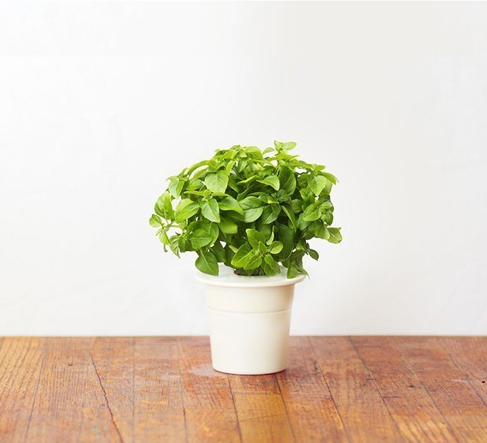 Click & Grow Одой базилик (х3)