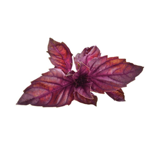 Click & Grow Улаан базилик (х3)