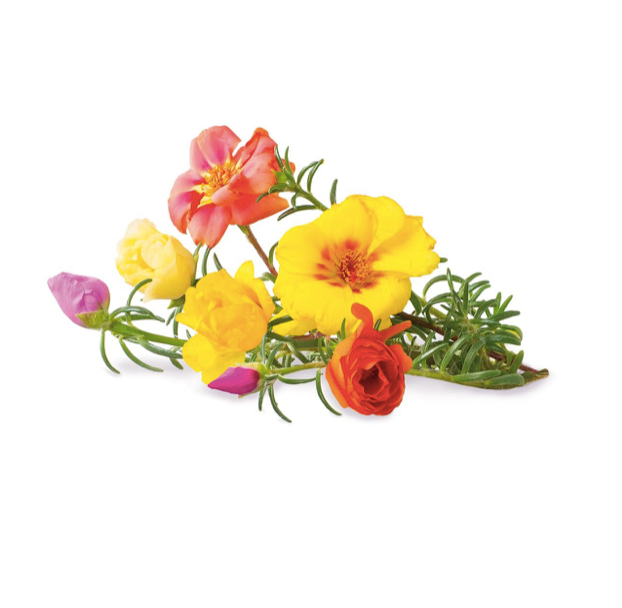 Click & Grow Хөвд сарнай цэцэг (х3)