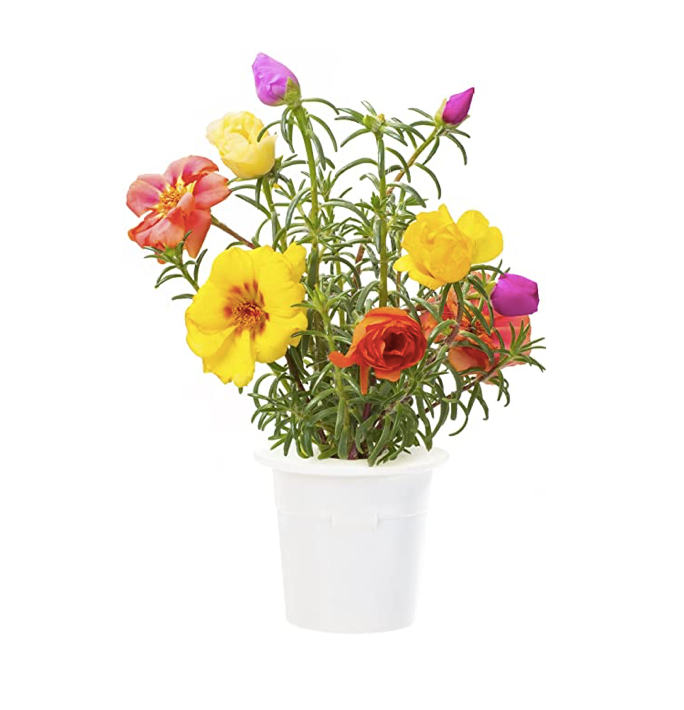 Click & Grow Хөвд сарнай цэцэг (х3)