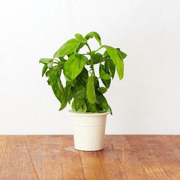 Click & Grow Базилик (х3)