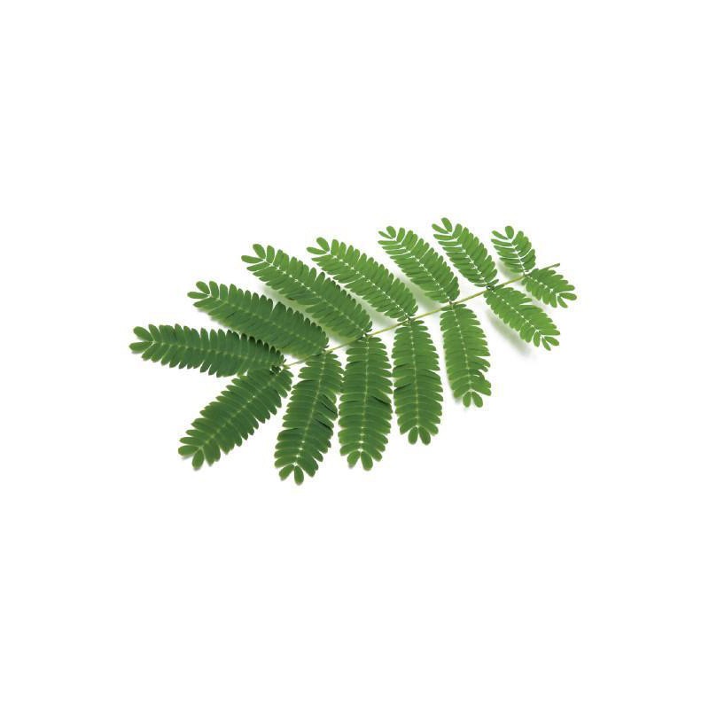 Click & Grow Мимоза цэцэг (х3)