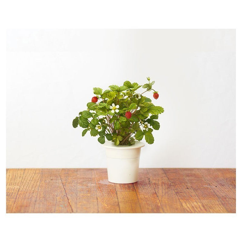 Click & Grow Гүзээлзгэнэ (х3)