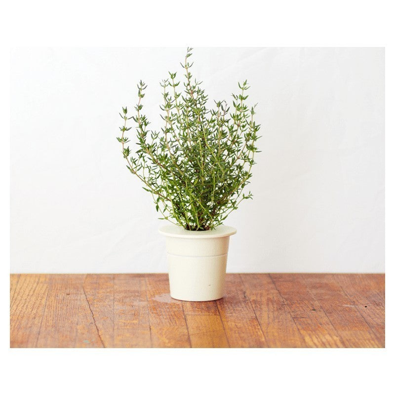 Click & Grow Ганга (х3)