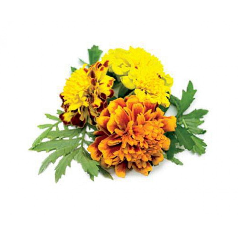 Click & Grow Франц мариголд цэцэг (х3)