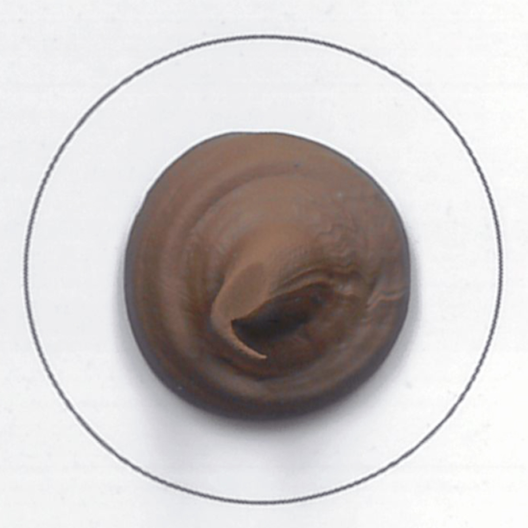 Borma wachs Ecoseal Модны чигжээс.