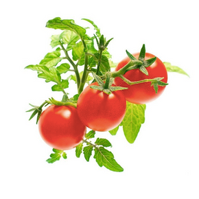 Click & Grow Мини улаан лооль (х3)